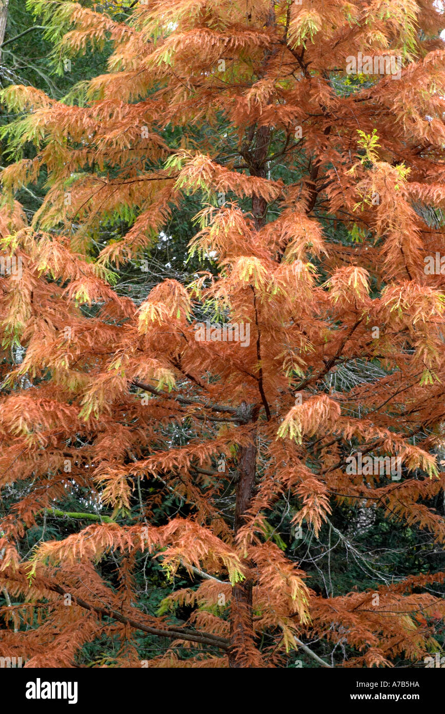 Taxodium distichum turning brown during late autumn Stock Photo