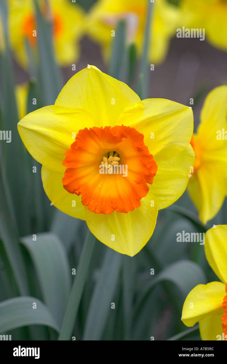 Narcissus Delibes Stock Photo