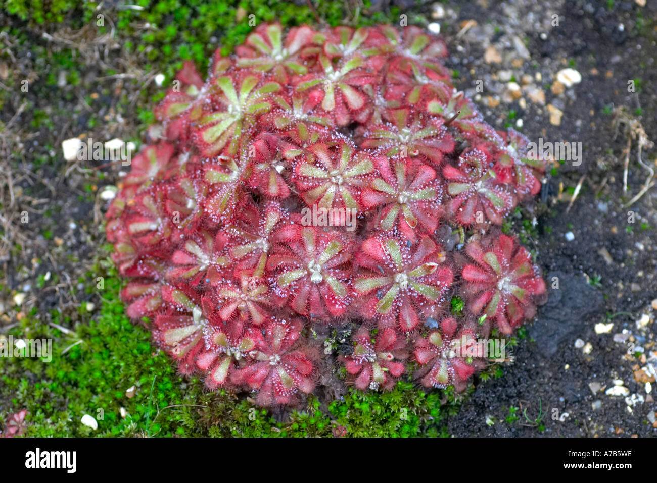 Drosera natalensis Stock Photo