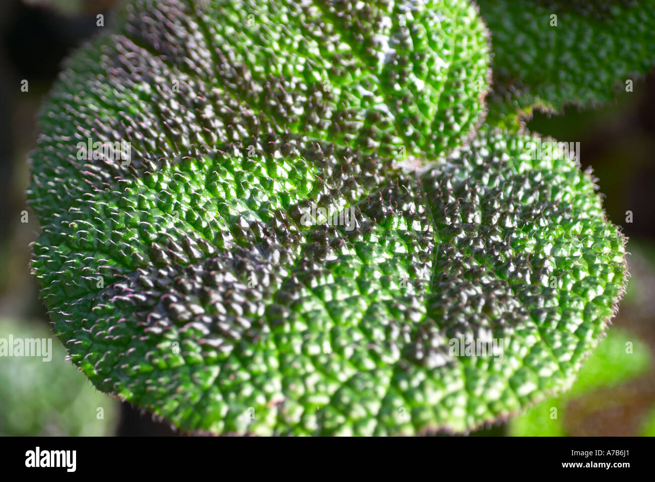 Begonia masoniana leaf close up Stock Photo