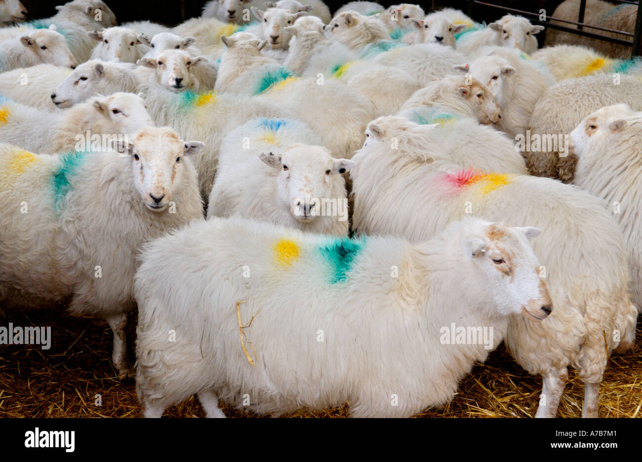 Sheep, still suffering the effects of radioactive fallout, on farm in Snowdonia near Dolwyddelan Gwynedd North Wales UK Stock Photo