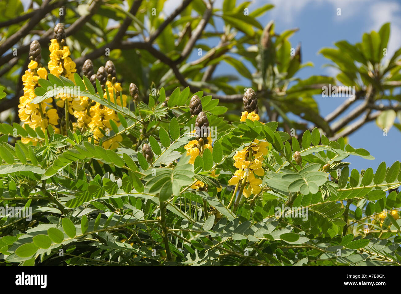 Close up of Cassia didymobotrya tree shrub plant yellow flower flowers Madeira Portugal EU Europe Stock Photo