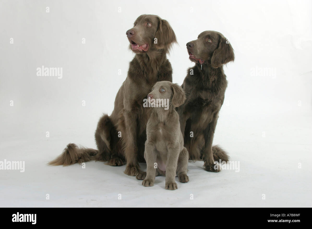 Long Haired Weimaraner Stock Photo Alamy   Long Haired Weimaraner A7B8WF 