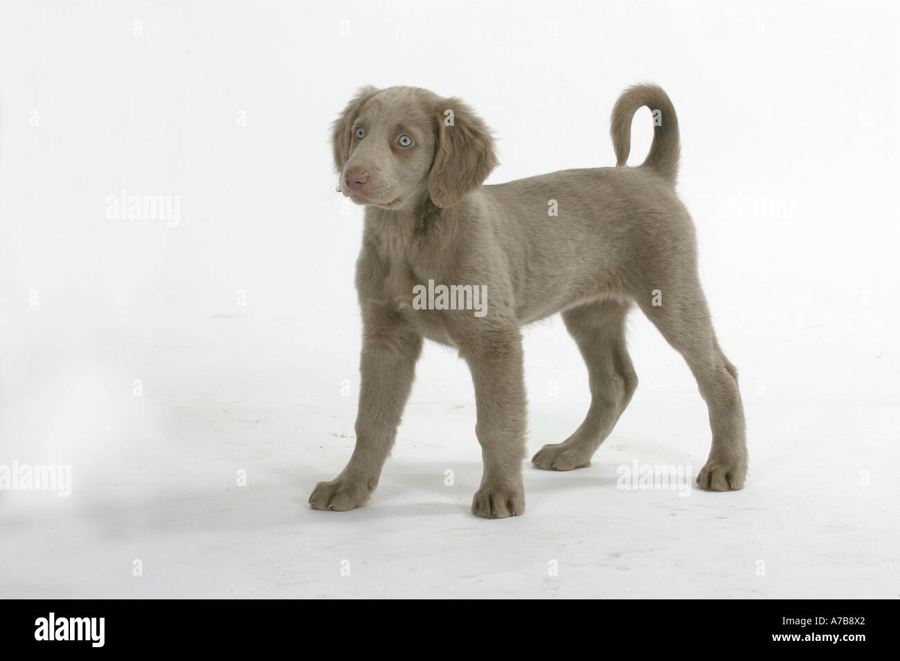 Long Haired Weimaraner Stock Photo 6734241 Alamy