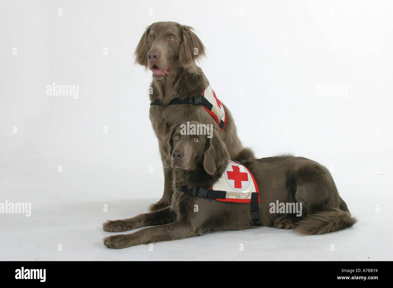 Two rescue dogs hi-res stock photography and images - Alamy