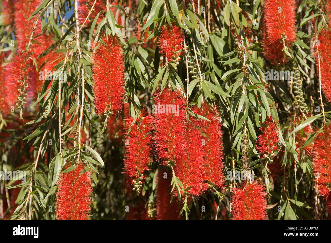 Close up of red flowers flower on bottlebrush bottle brush tree callistemon glaucus Madeira Portugal EU Europe Stock Photo