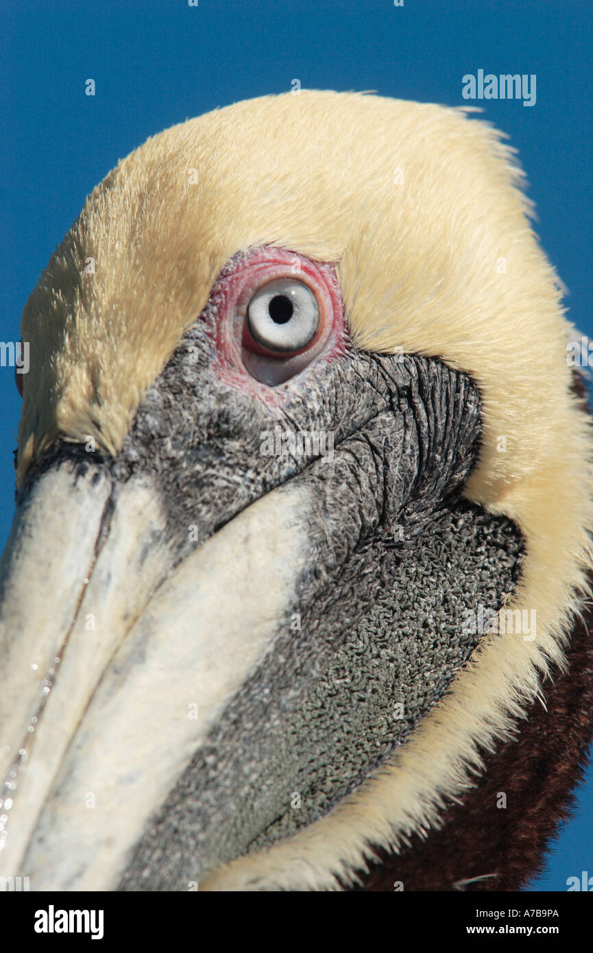Brown Pelican Meerespelikan Brauner Pelikan Stock Photo