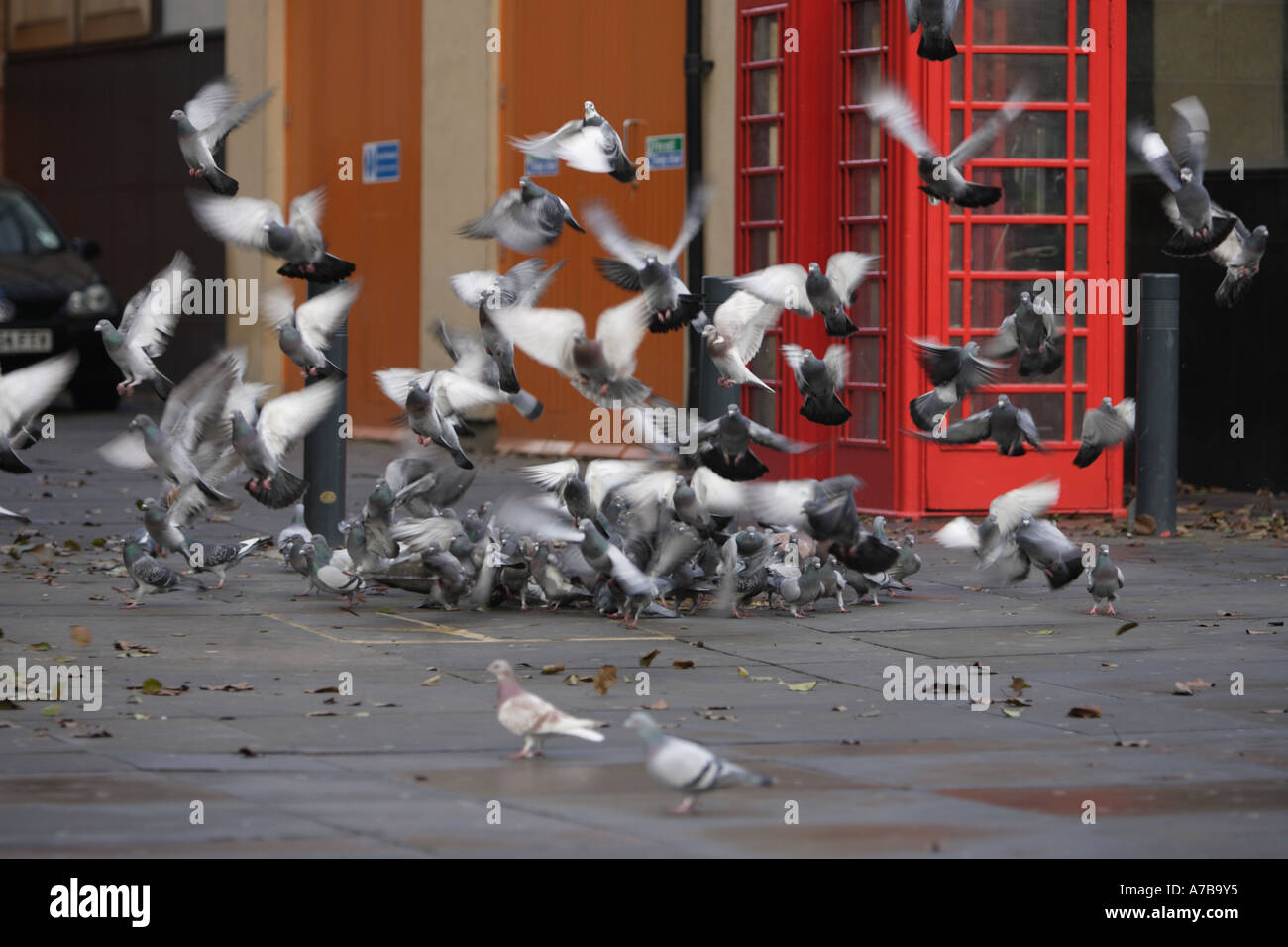 Leeds pigeons phone box Stock Photo