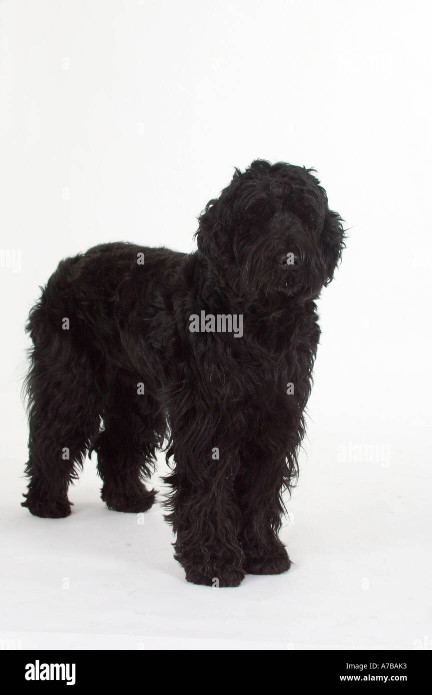 Animals Black Russian Terrier High Resolution Stock Photography and Images  - Alamy