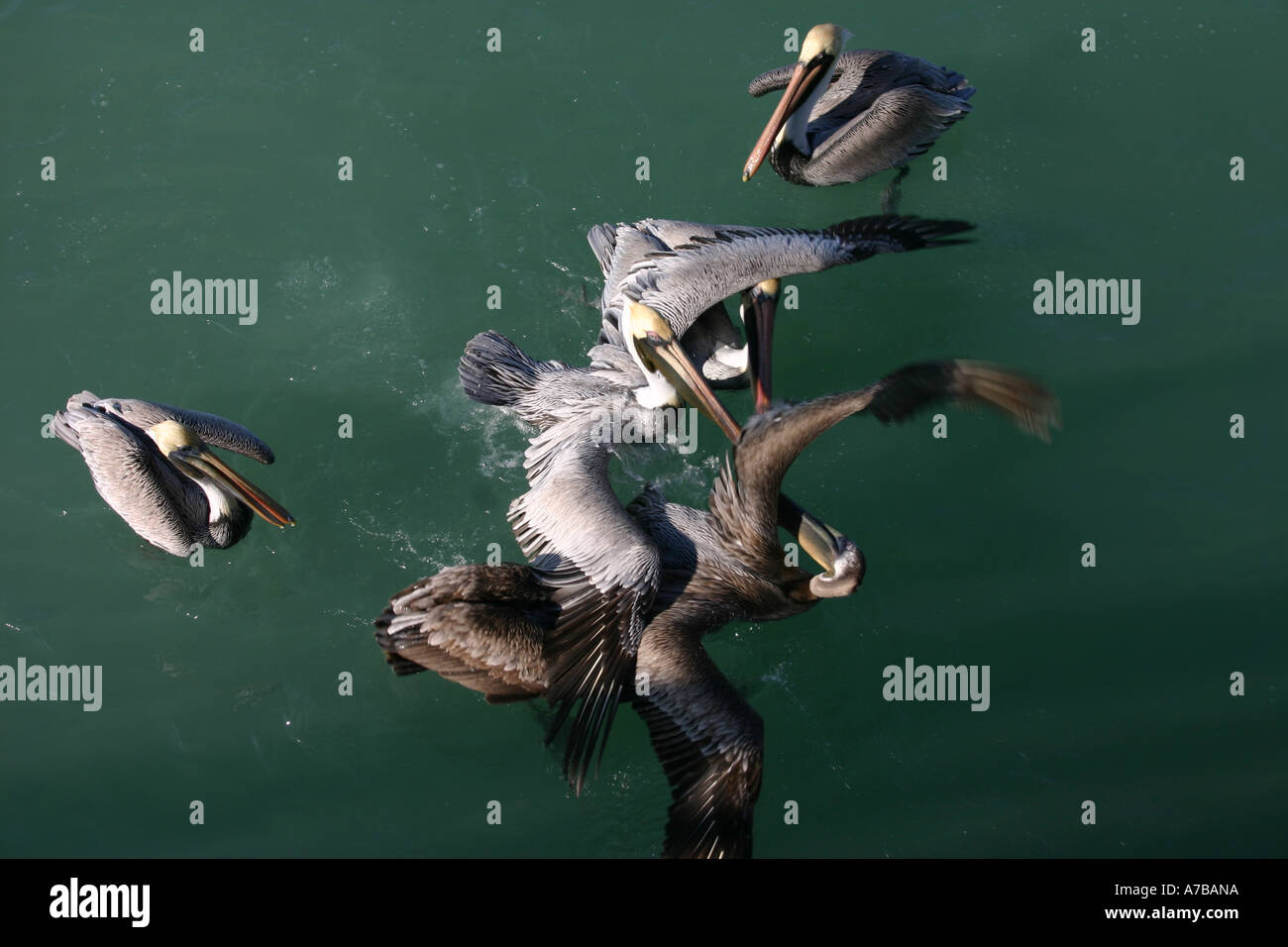 Pelicans fighting over fish scraps in the water off  of Naples Florida Stock Photo