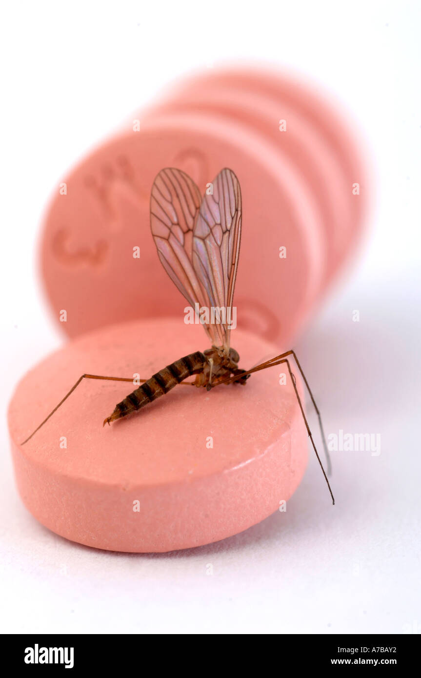 Anti Malaria tablets Malarone with mosquito in close up Made by Glaxo
