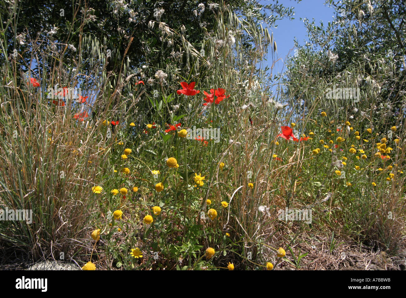 Italian wild flowers hi-res stock photography and images - Alamy
