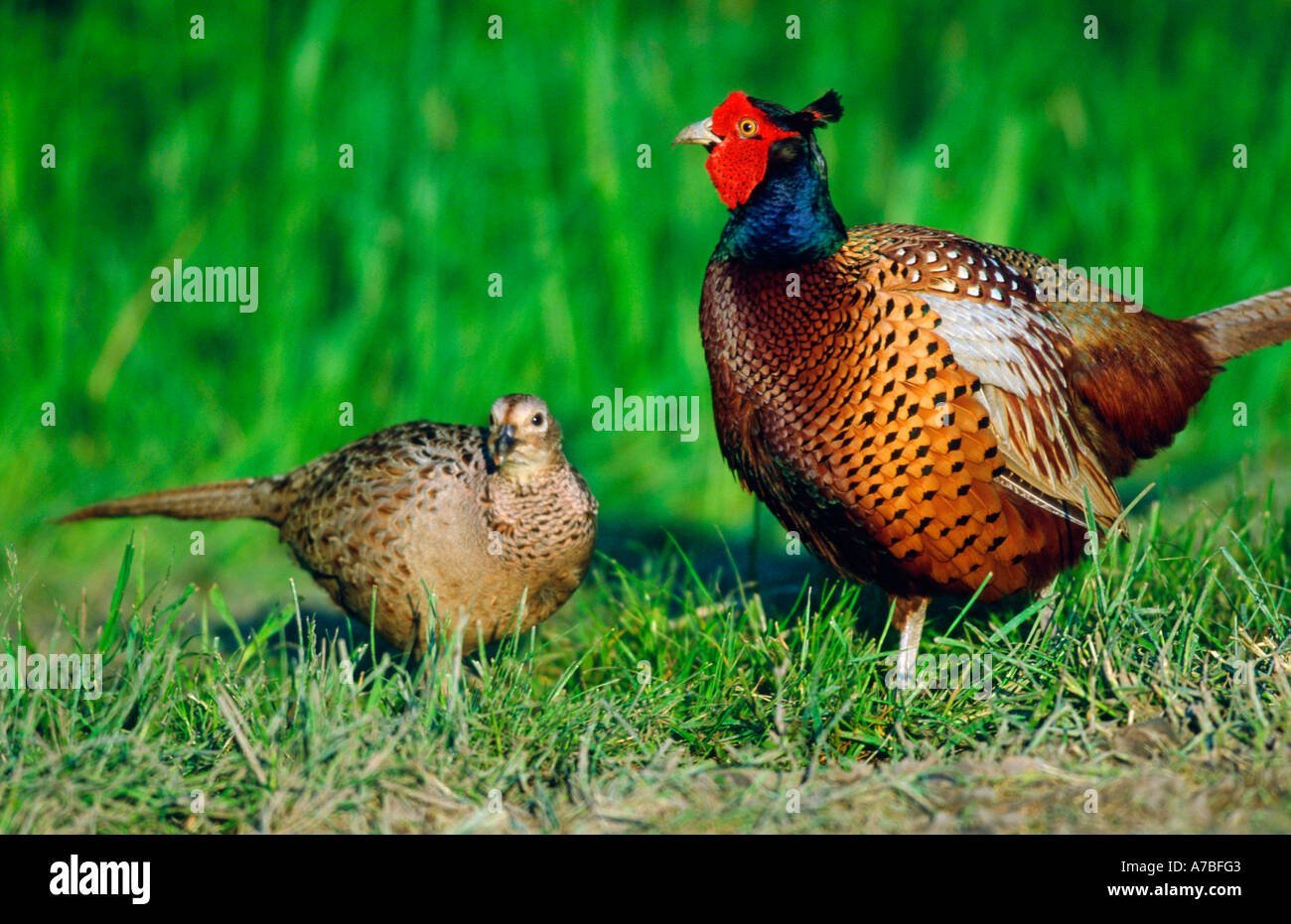 Pheasants male and female hires stock photography and images Alamy