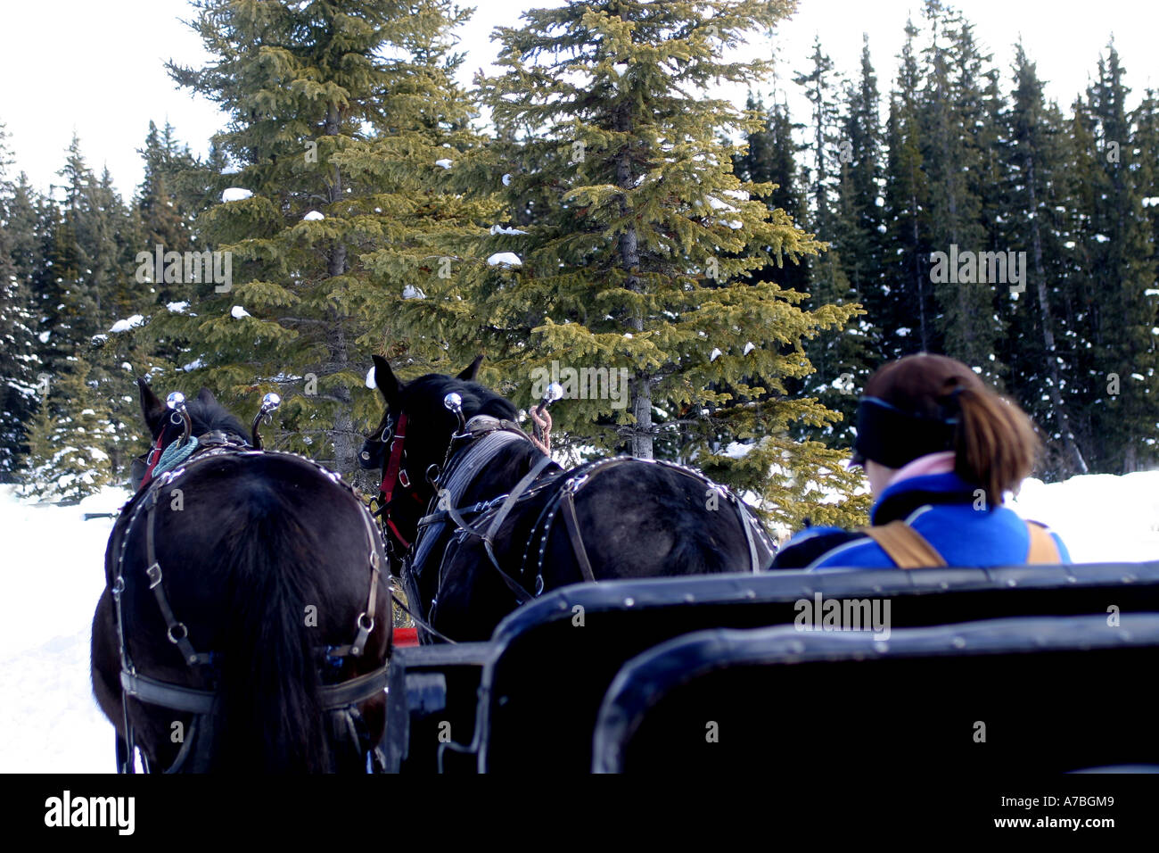 Horse drawn sleigh Stock Photo - Alamy