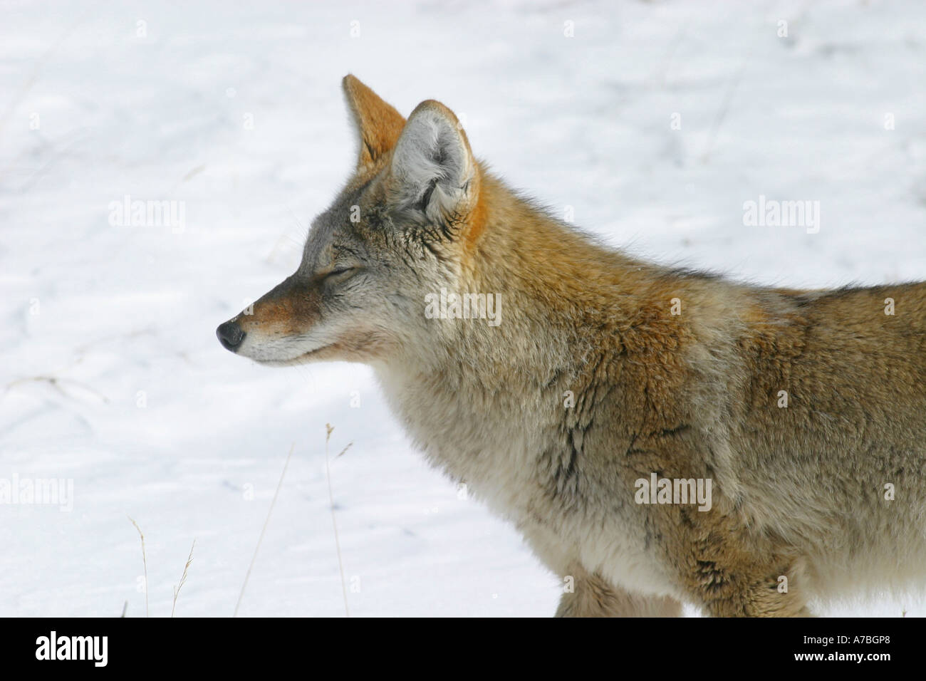 Cayodi Wildlife of North America, Coyote canis latrans Stock Photo - Alamy