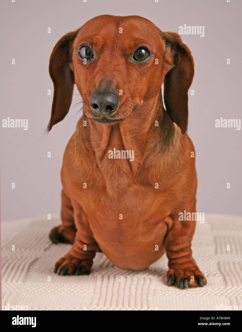 Brown dachshund hires stock photography and images Alamy