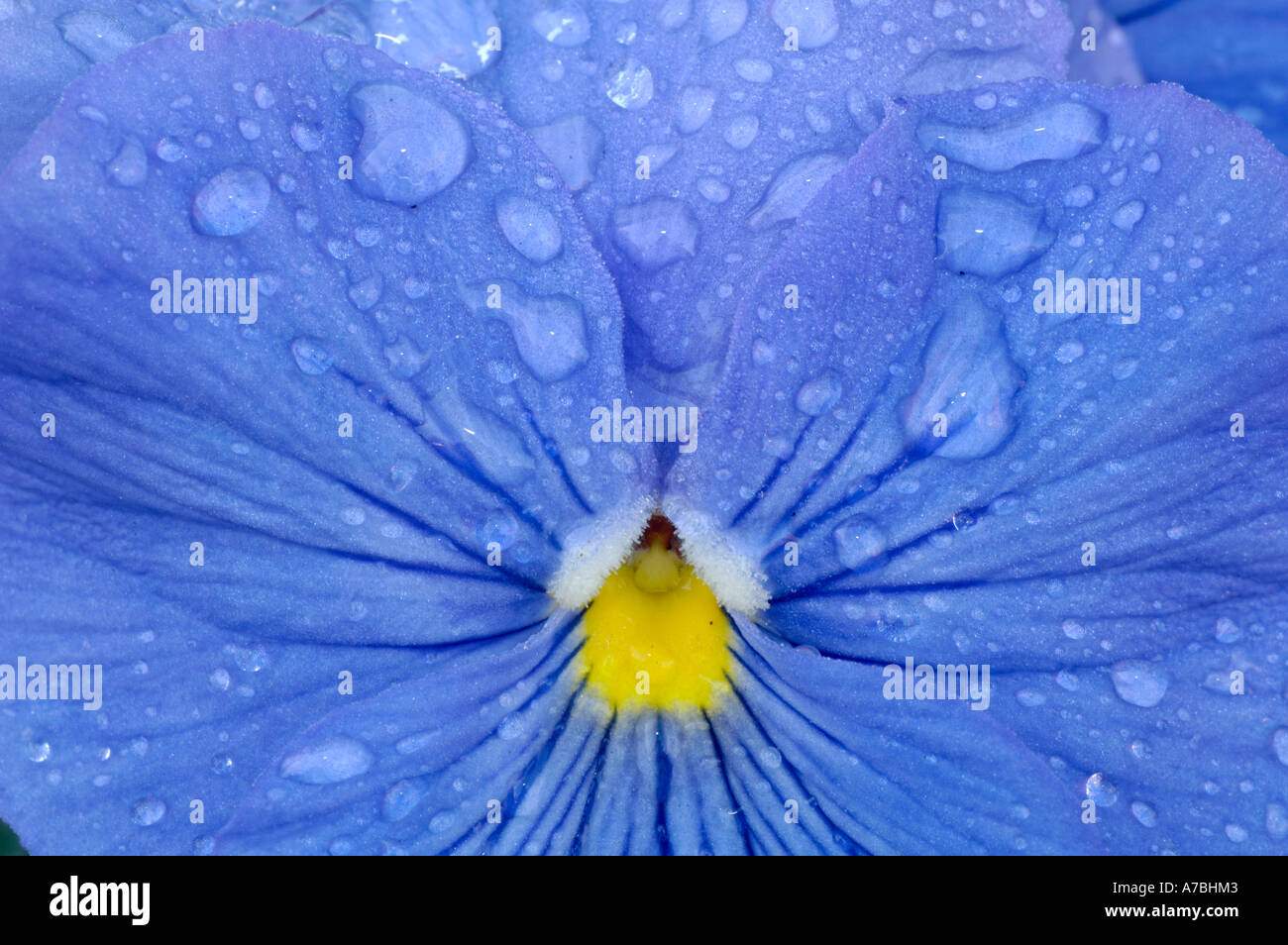 Pansy Stock Photo