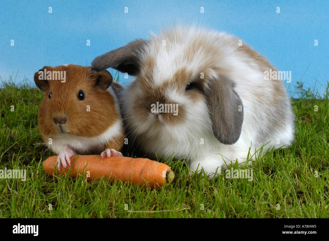 Guinea Pig and Dwarf Rabbit Stock Photo Alamy