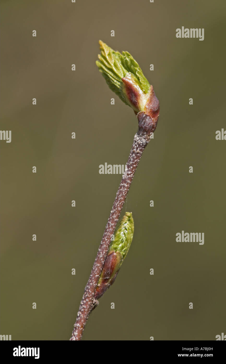 Silver Birch Betula pendula leaf buds, Potteric Carr Nature Reserve ...