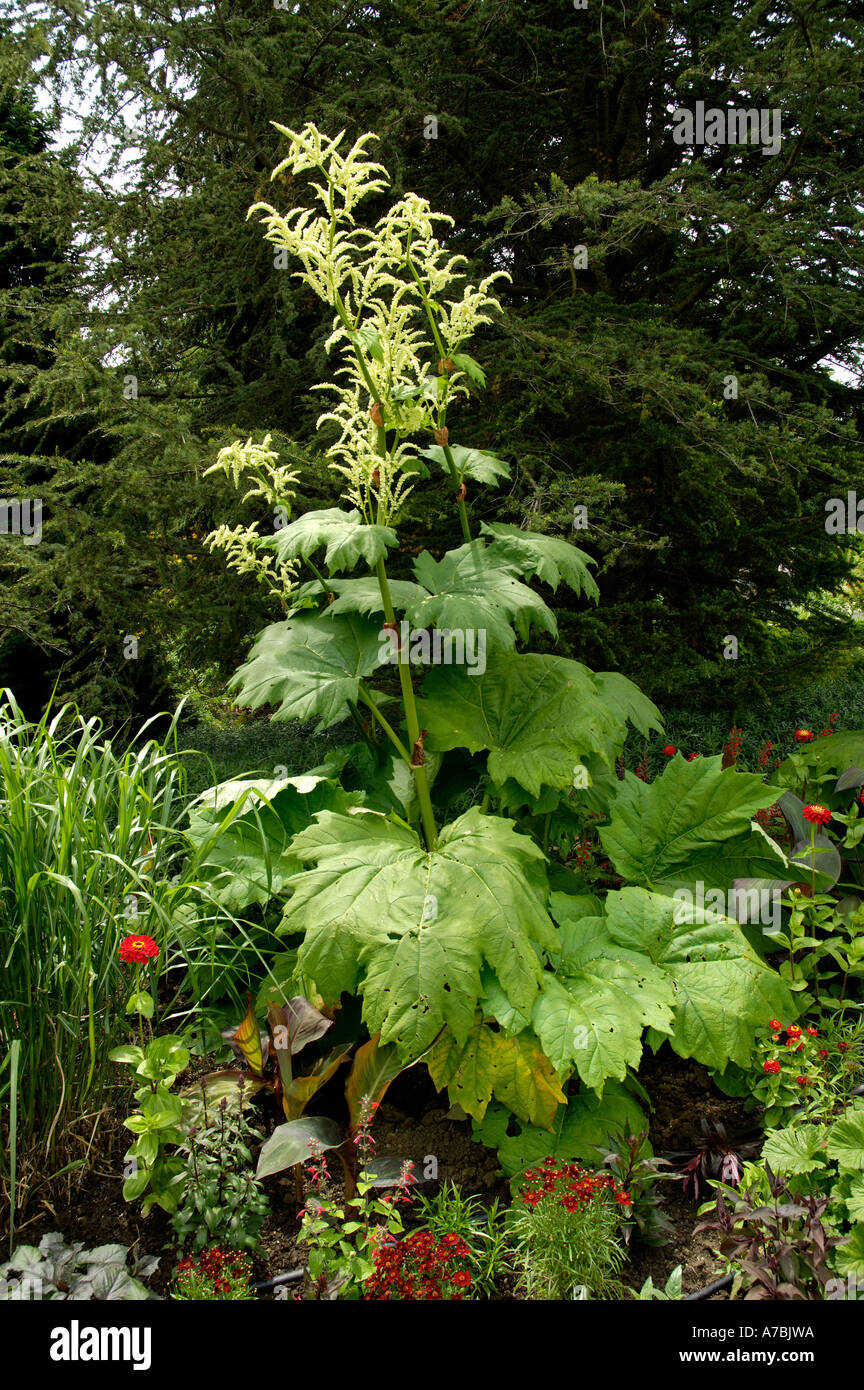 Rhubarb Stock Photo