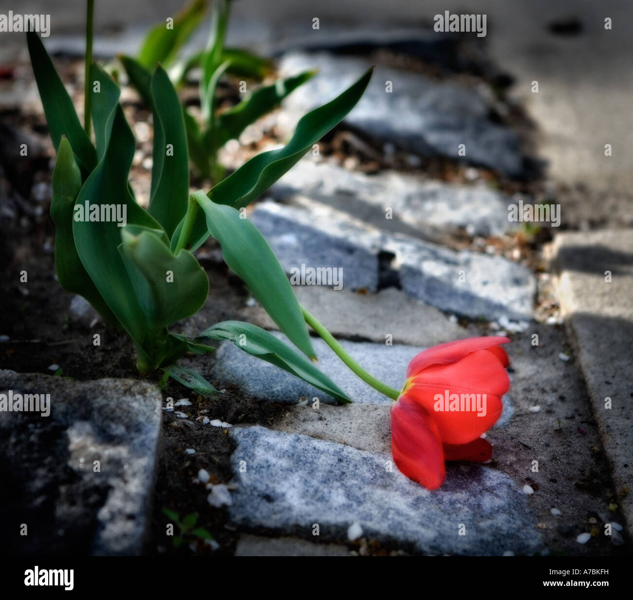 Trampled flowers hires stock photography and images Alamy