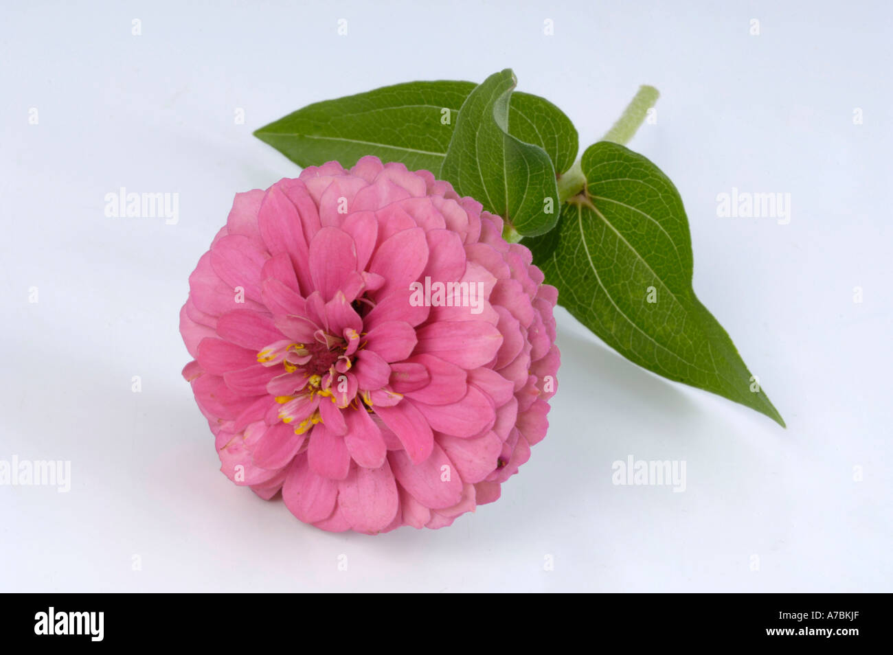 Zinnia Stock Photo