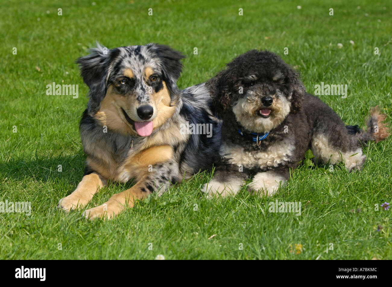 Australian shepherd poodle hires stock photography and images Alamy