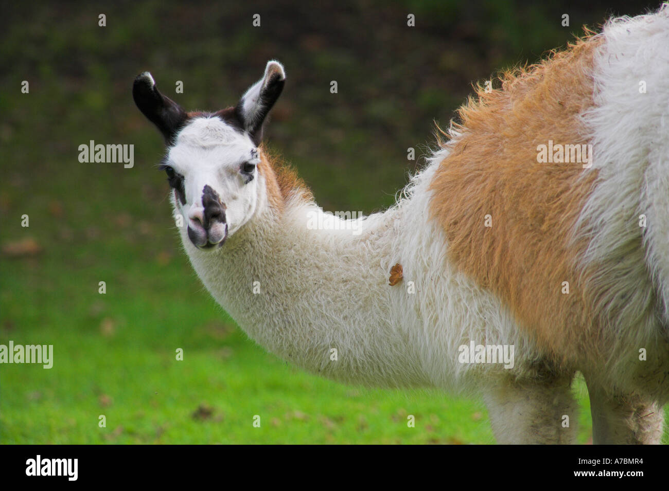 [Young lama] at [Burpham Court Farm] Stock Photo