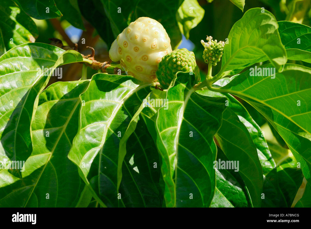 Noni tree with flower and ripe fruit Stock Photo Alamy