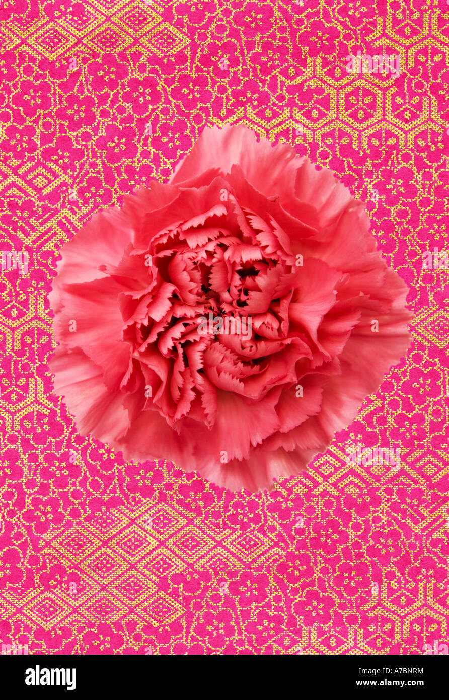 Carnation flower with graphic background Stock Photo Alamy