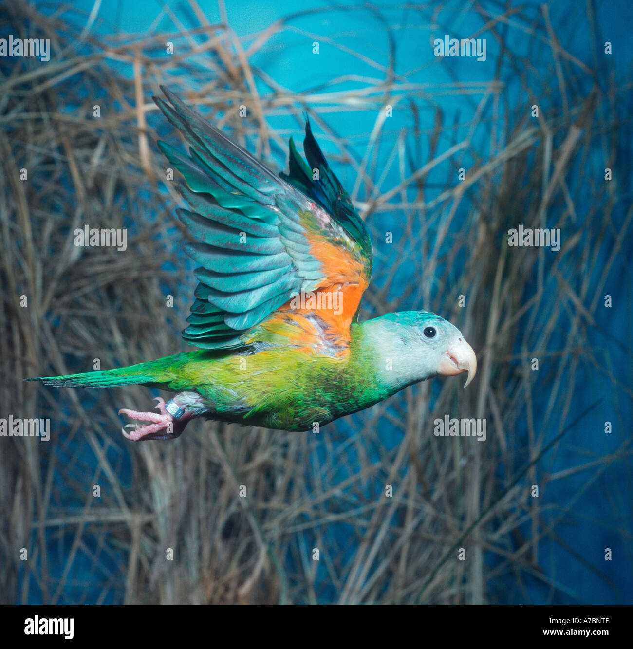 Grey-cheeked Parakeet Stock Photo