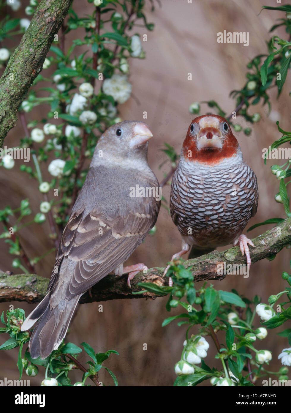 Redheaded Finch Paradise Sparrow Rotkopfamadine Stock Photo Alamy
