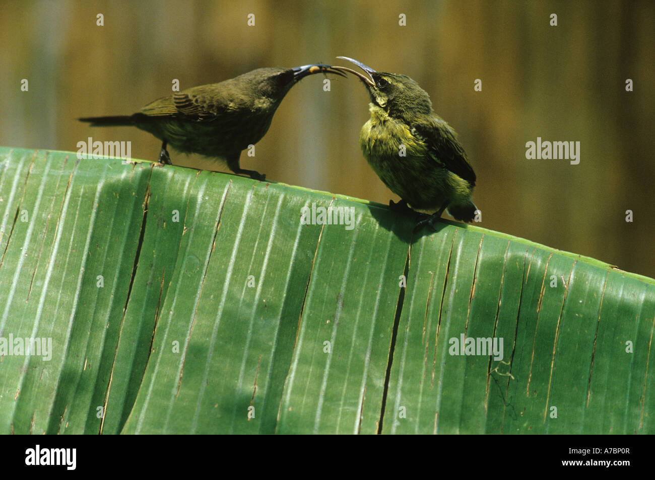 Bronze sunbird feeding squab Nectarinia kilimensis Stock Photo