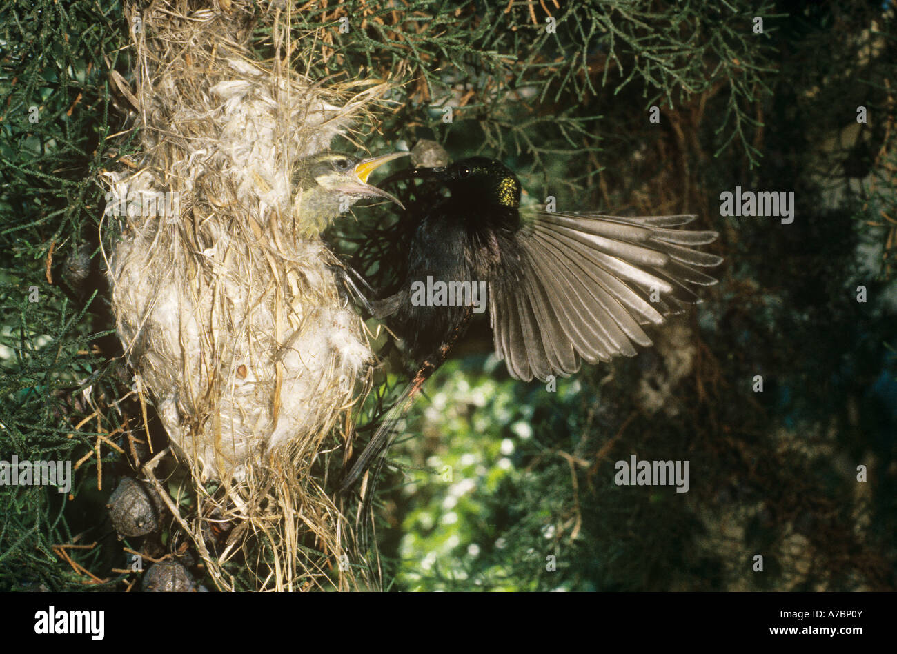 Bronze sunbird feeding squab Nectarinia kilimensis Stock Photo