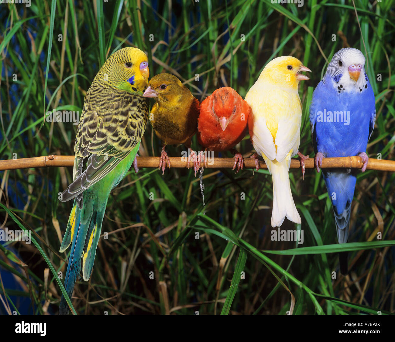 two budgies and three canaries on twig Stock Photo