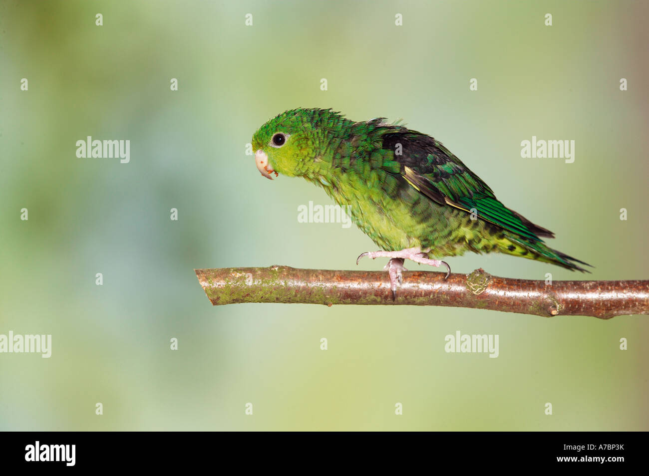 Barred Parakeet Parakeet on twig / Bolborhynchus lineola Stock Photo