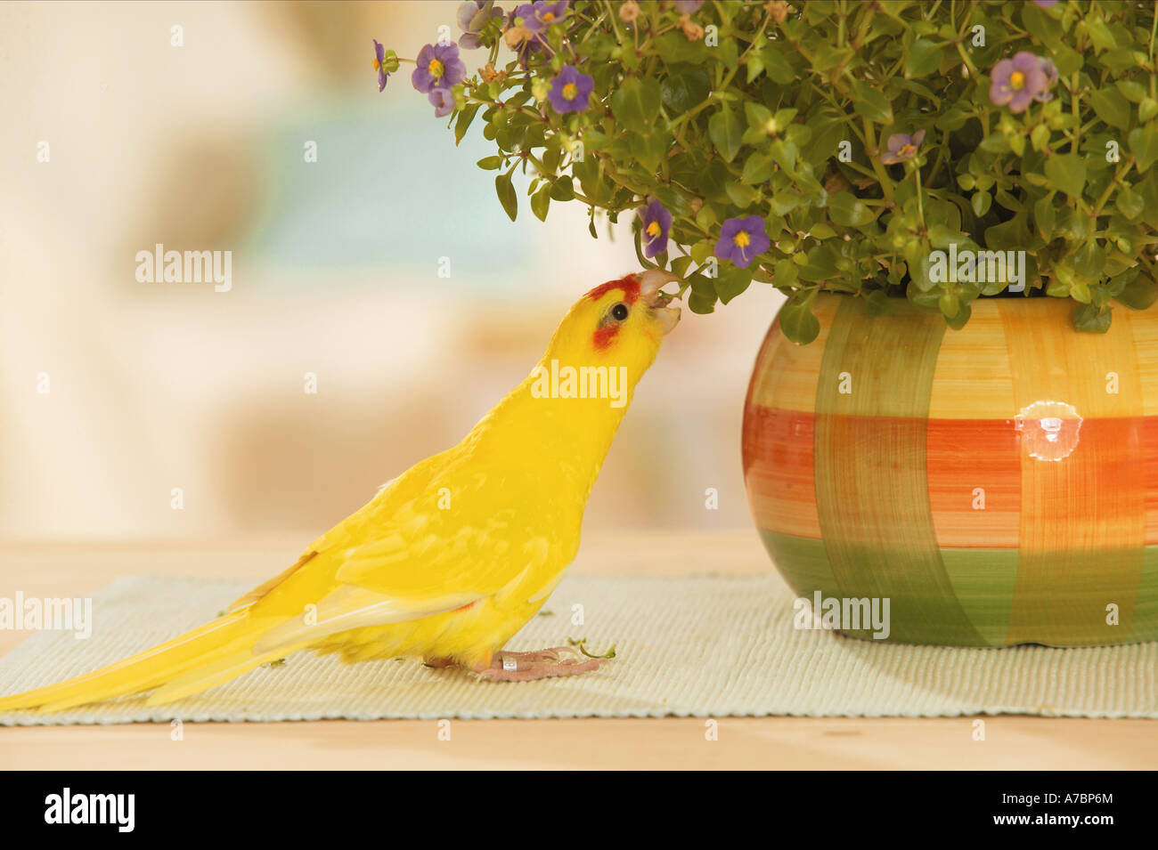 redfronted parakeet nibbling at indoor plant Stock Photo Alamy