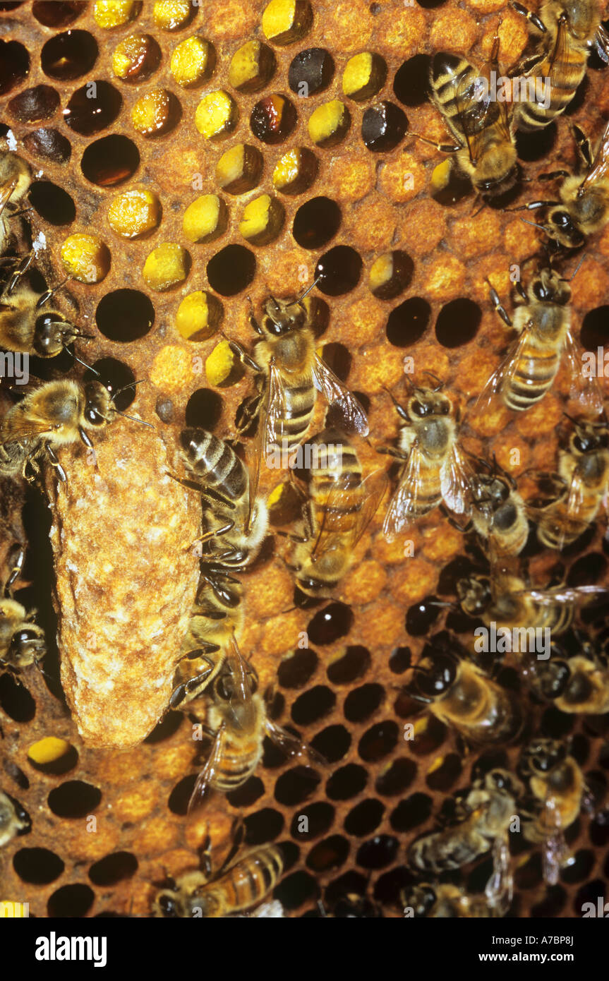 Honey Bees With Queen Cell Apis Mellifera Stock Photo Alamy