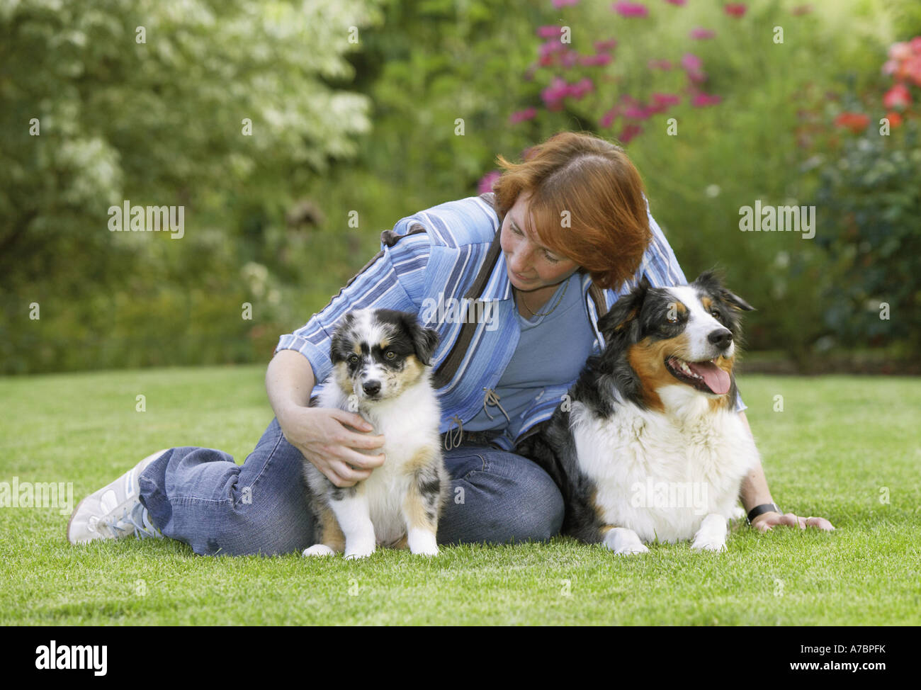 woman with Australian Shepherd and puppy Stock Photo