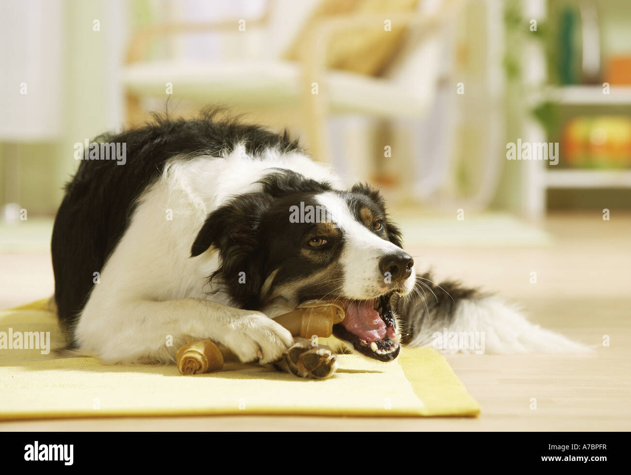 Border Collie with bone Stock Photo Alamy