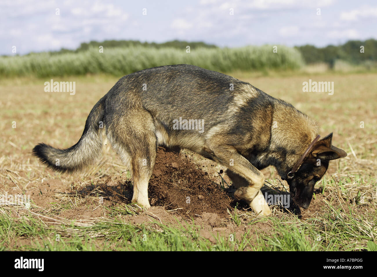 Why Is My German Shepherd Digging Holes