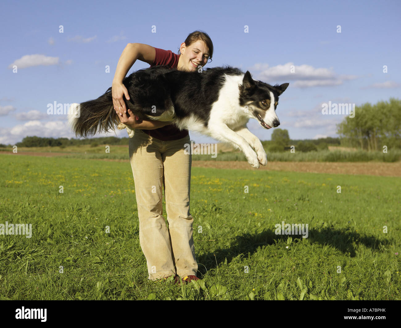 Agility Border Collie jumping Stock Photo Alamy