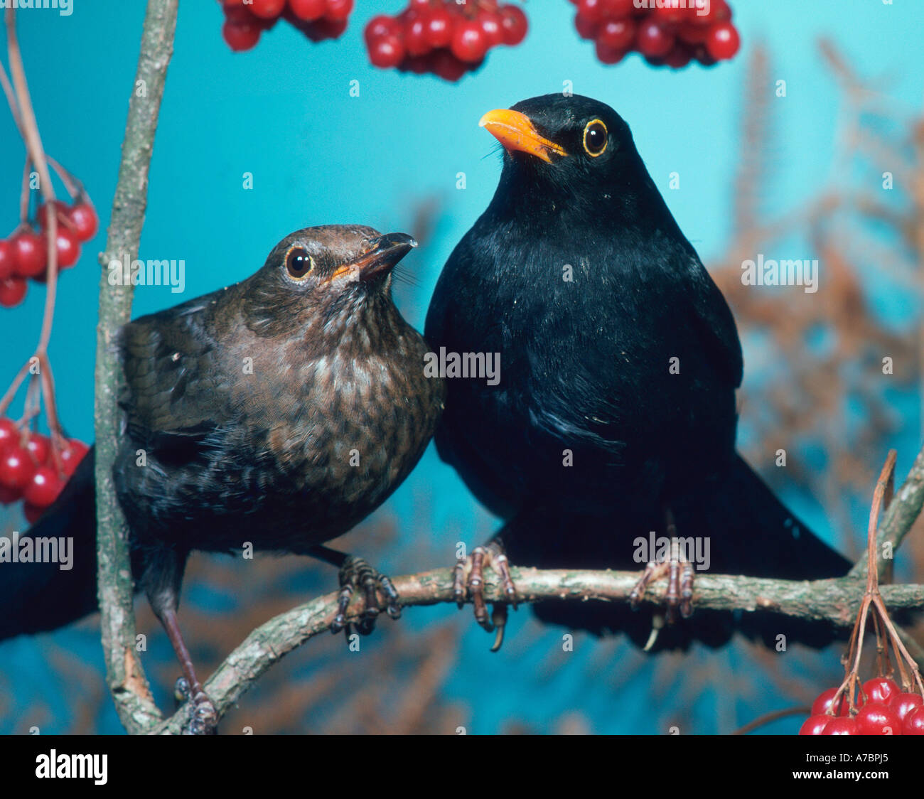 Blackbird  Stock Photo