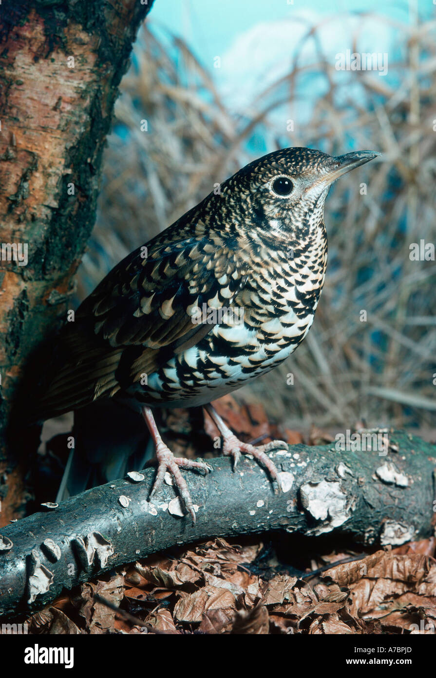 Scaly Thrush  Stock Photo