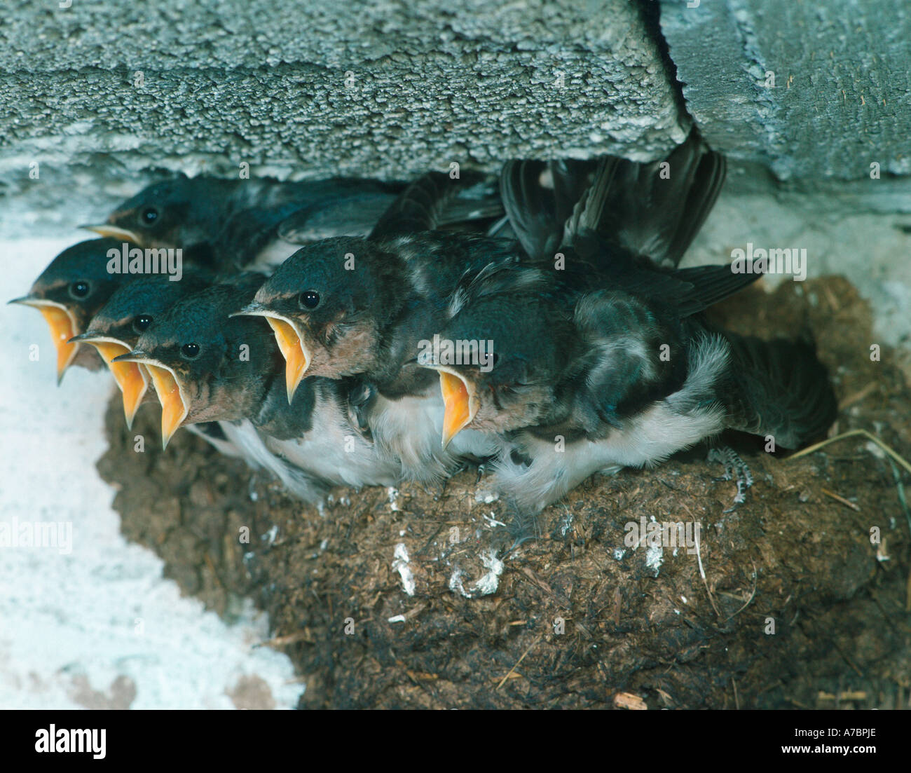 Barn Swallow Stock Photo - Alamy