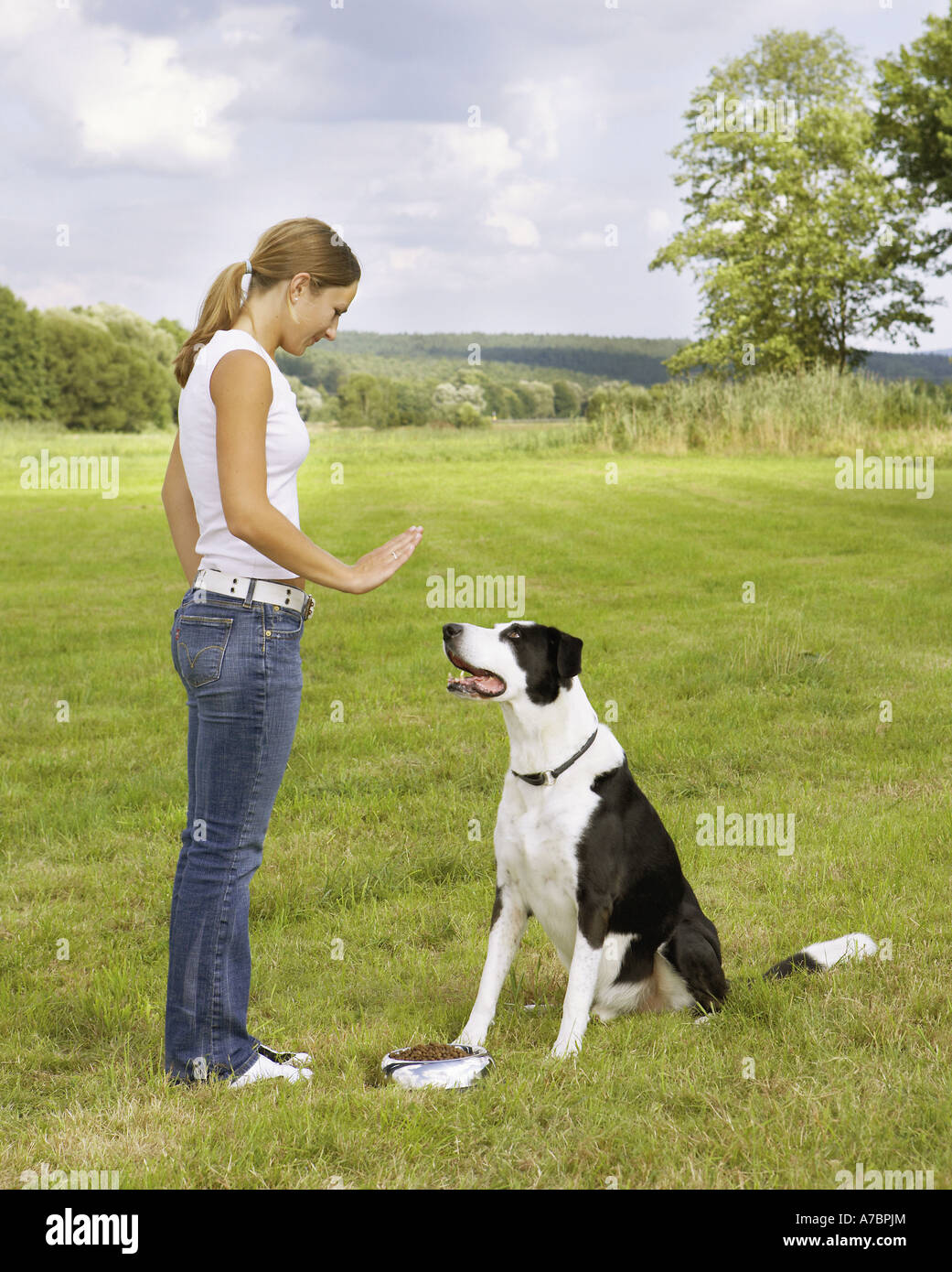 How Do Dogs Sit Down