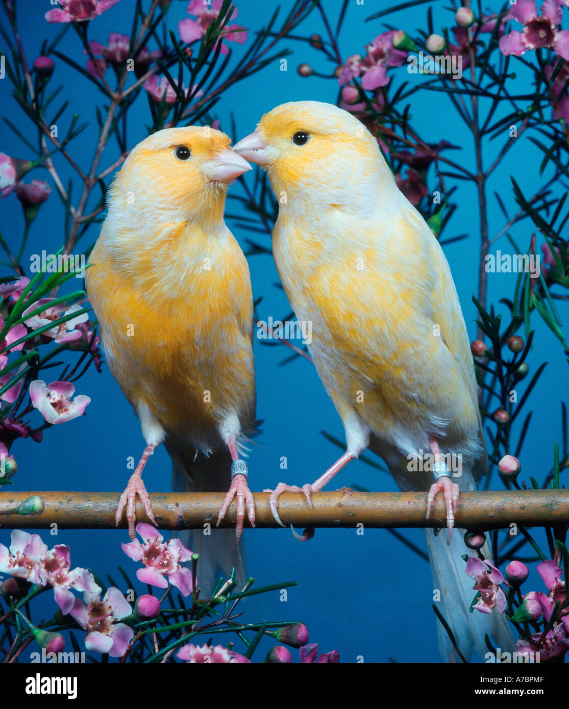 Yorkshire canary hi-res stock photography and images - Alamy