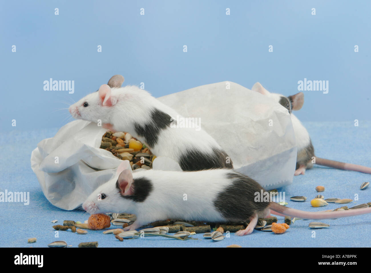 fancy mice at fodder Stock Photo Alamy