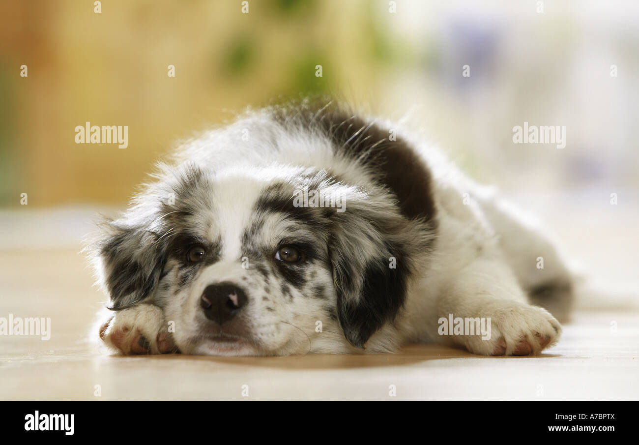 Border Collie puppy - lying Stock Photo - Alamy