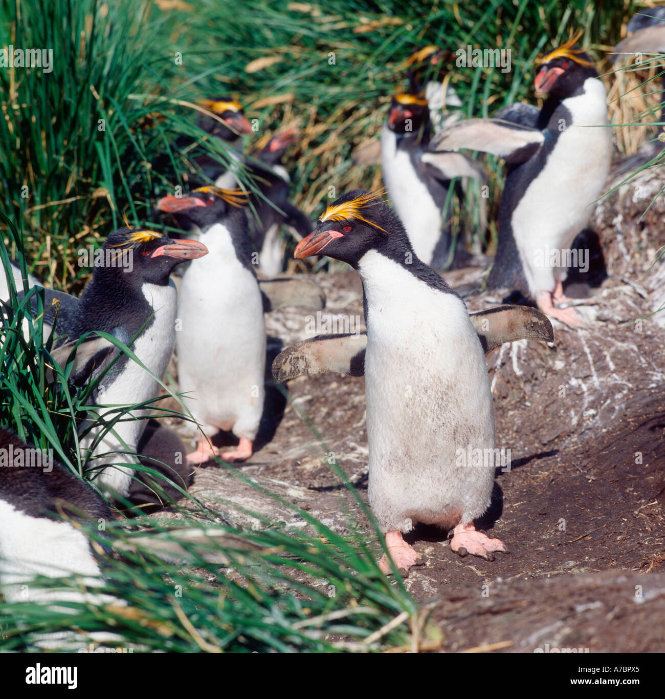 Group of macaroni penguins hi-res stock photography and images - Alamy
